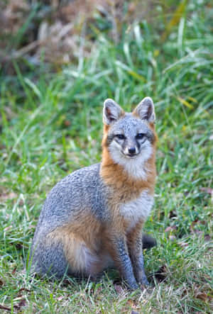 Grey Foxin Natural Habitat.jpg Wallpaper