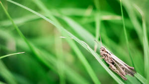 Grey Grassland Grasshopper Wallpaper