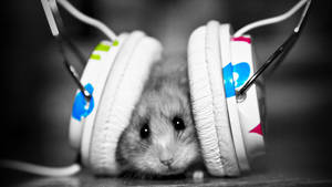 Grey Hamster With Headset 1080p Hd Desktop Wallpaper