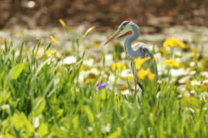 Grey Heron Among Yellow Flowers.jpg Wallpaper