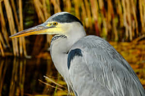 Grey Heron Closeup Reeds Background.jpg Wallpaper