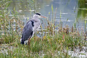 Grey Heron Waterside Resting.jpg Wallpaper