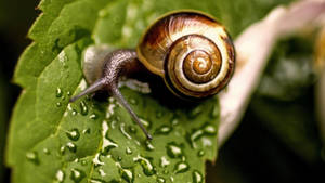 Grey-horned Snail Wallpaper