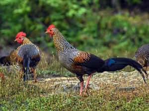 Grey Junglefowl Pair Wild Habitat.jpg Wallpaper