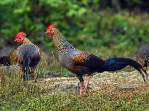 Grey Junglefowl Pair Wild Habitat.jpg Wallpaper