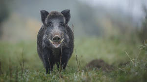 Grey Maremman Wild Boar Wallpaper