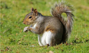 Grey Squirrel Eating In Grass.jpg Wallpaper