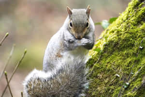 Grey Squirrel Eating Nuts Wallpaper