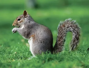 Grey Squirrel Eatingin Grass.jpg Wallpaper