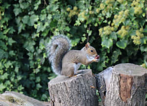 Grey Squirrel Eatingon Stump Wallpaper