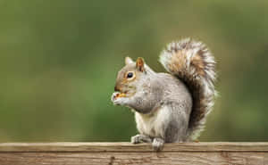 Grey Squirrel Eatingon Wooden Ledge.jpg Wallpaper