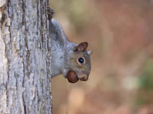 Grey Squirrel Holding Nut Wallpaper