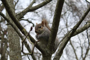 Grey Squirrel Perchedin Tree Wallpaper