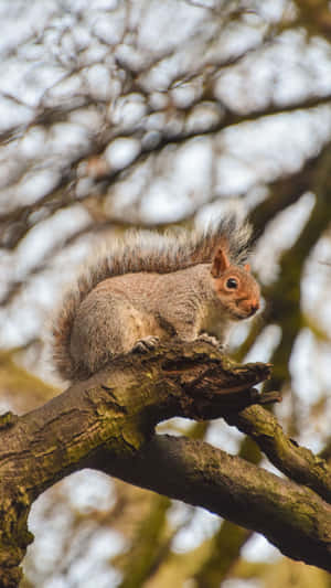 Grey Squirrel Perchedon Tree Branch Wallpaper