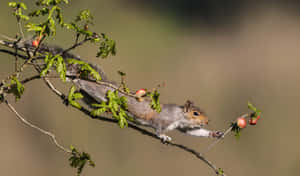 Grey Squirrel Reaching For Berries Wallpaper