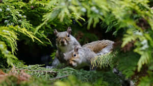 Grey Squirrels Peeking Through Greenery.jpg Wallpaper