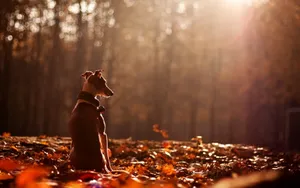 Greyhound Autumn Leaves Wallpaper