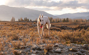 Greyhound In Outdoors At Sunset Wallpaper