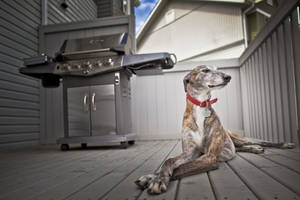 Greyhound On A Porch Wallpaper