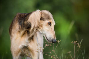 Greyhound Wild Flowers Wallpaper