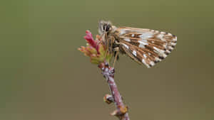 Grizzled Skipper Butterflyon Plant Wallpaper