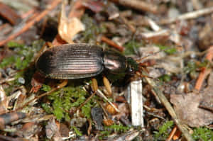 Ground Beetlein Natural Habitat.jpg Wallpaper