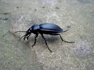 Ground Beetleon Concrete Wallpaper