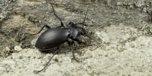 Ground Beetleon Rocky Surface.jpg Wallpaper