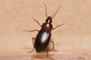 Ground Beetleon Wooden Surface Wallpaper