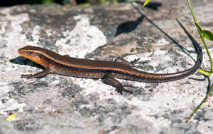 Ground Skink Brown Close Up Wallpaper