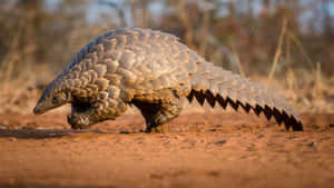 Grounded Pangolinin Natural Habitat Wallpaper