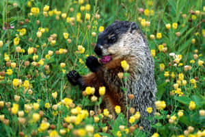 Groundhog Eating Among Flowers Wallpaper