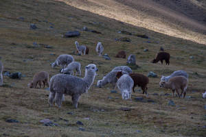 Group Of Alpacas Wallpaper