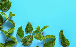 Group Of Friends Enjoying A Beautiful Summer Day Wallpaper