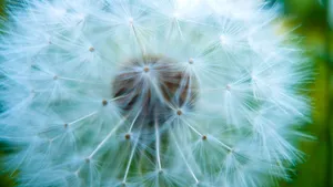 Group Of Friends Gathered Around A Campfire Wallpaper
