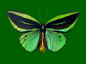 Group Of Happy People Dancing Wallpaper