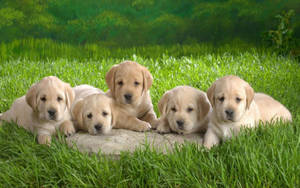 Group Of Labrador Baby Dogs Wallpaper