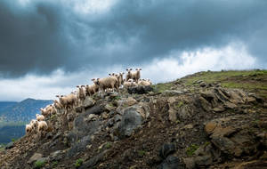 Group Of Sheep On Hill Wallpaper