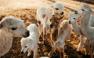 Group Of Young Alpacas Wallpaper