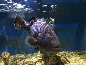 Grouper Swimming Aquarium Wallpaper