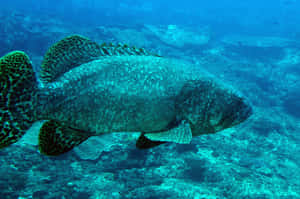 Grouper Swimming Underwater.jpg Wallpaper
