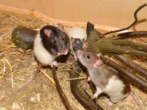 Groupof Ratsin Habitat.jpg Wallpaper