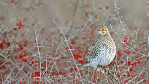 Grouse Among Red Berries.jpg Wallpaper