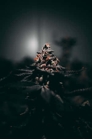 Growing Cannabis For Joint Wallpaper