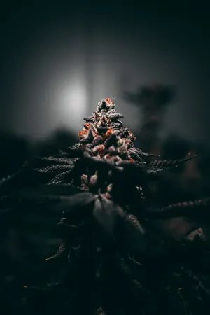 Growing Cannabis For Joint Wallpaper