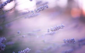 Growing Lavender Desktop Wallpaper