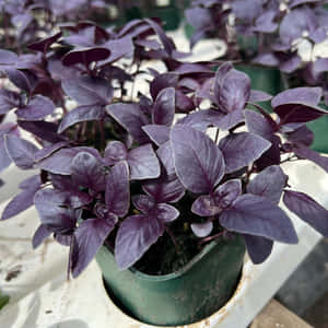 Growing Your Own Purple Basil At Home Wallpaper