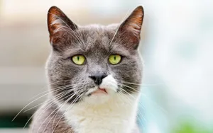 Grumpy Boss Cat Wallpaper