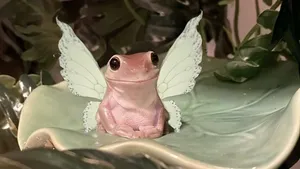 Grunge Fairycore Frog Wallpaper