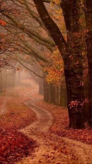 Grunge Fall Path Aesthetic Wallpaper